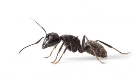 Traitement efficace pour lutter contre les fourmis - Saint-Malo - RNB