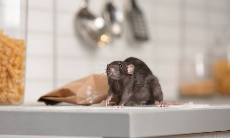 Se débarrasser d'une invasion de rats - Saint-Malo - RNB